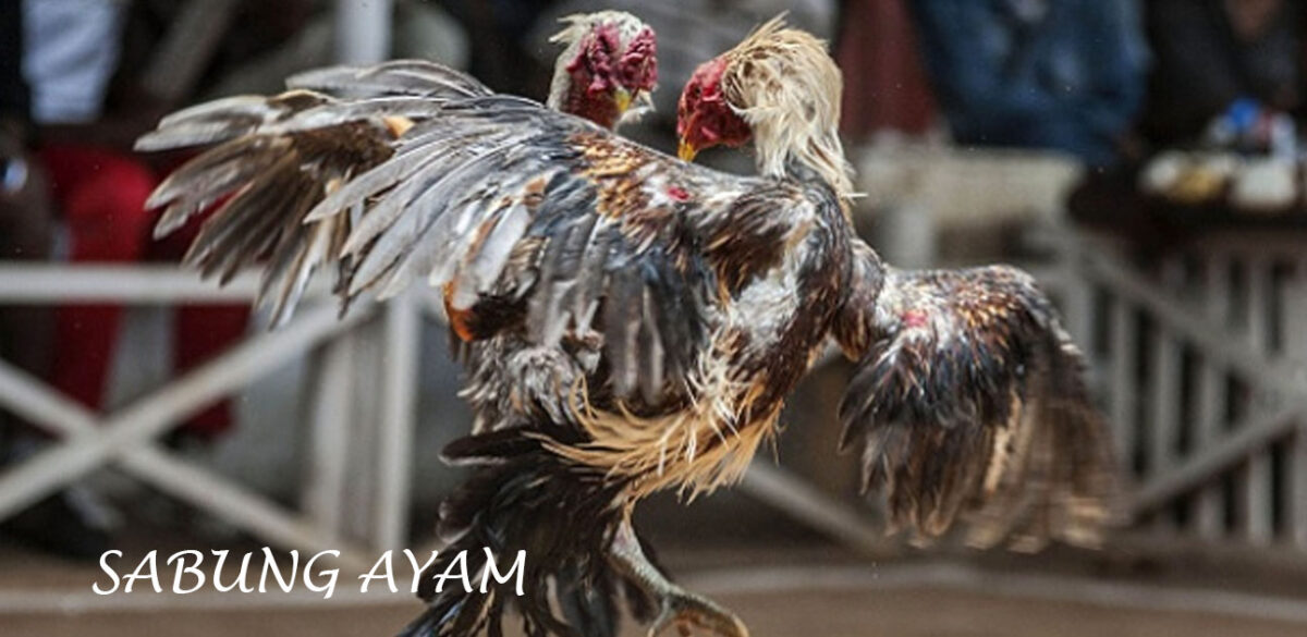 Panduan Untuk Pemula Bermain Sabung Ayam Secara Online
